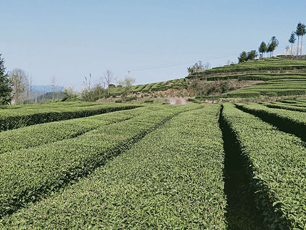 湖南植歌茶業有限公司,常德黑茶,紅茶,綠茶生產銷售
