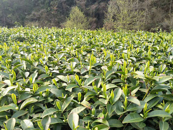 湖南植歌茶業有限公司,常德黑茶,紅茶,綠茶生產銷售
